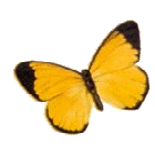 A yellow and black butterfly